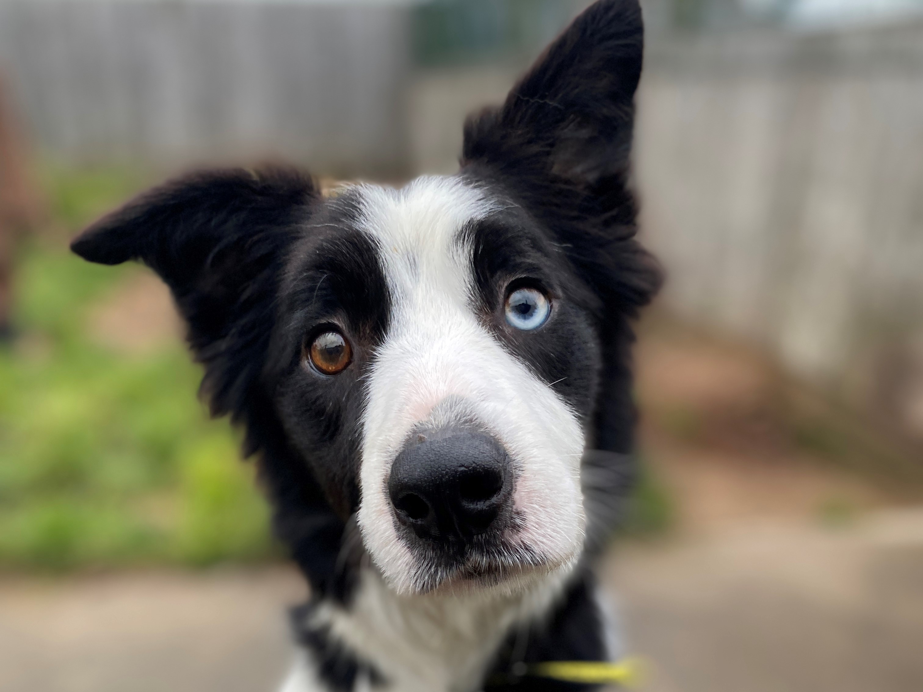 Blue the Dog